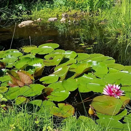 Wunderschoenes In Fichtenwalde Mit Grossem Garten *
